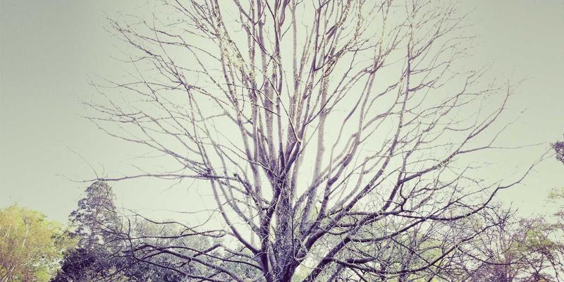 阿联酋医疗旅游崛起：外籍人士指南，探索迪拜与阿布扎比尖端医疗设施